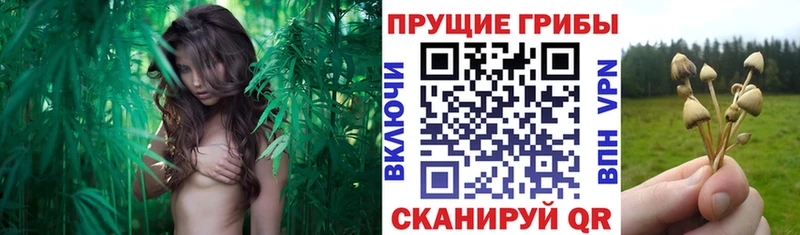 Псилоцибиновые грибы прущие грибы  Ревда 